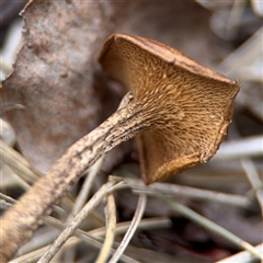 Lentinus arcularius (Fringed Polypore) at Russell, ACT - 4 Dec 2024 by Hejor1