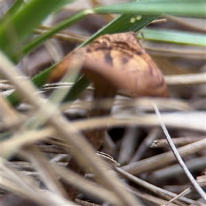 Lentinus arcularius at Russell, ACT - 4 Dec 2024 04:43 PM