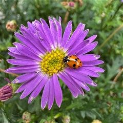 Hippodamia variegata (Spotted Amber Ladybird) at Russell, ACT - 3 Dec 2024 by Hejor1