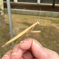 Tenodera australasiae at Russell, ACT - 2 Dec 2024 by Hejor1