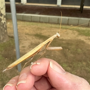 Mantis octospilota at Russell, ACT - 3 Dec 2024 08:46 AM