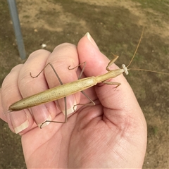 Mantis octospilota at Russell, ACT - 3 Dec 2024 08:46 AM