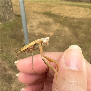 Mantis octospilota at Russell, ACT - 3 Dec 2024 08:46 AM