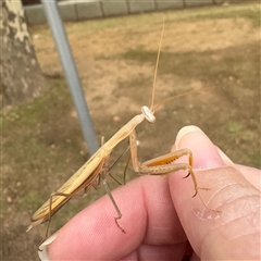 Mantis octospilota at Russell, ACT - 3 Dec 2024 08:46 AM