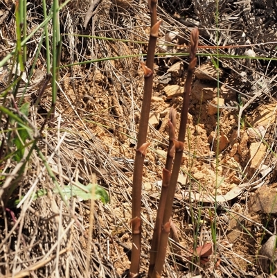 Dipodium sp. (A Hyacinth Orchid) at Uriarra Village, ACT - 21 Nov 2024 by KenT