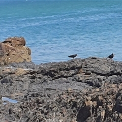 Haematopus fuliginosus (Sooty Oystercatcher) at Diggers Camp, NSW - 4 Dec 2024 by Topwood