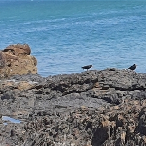 Haematopus fuliginosus (Sooty Oystercatcher) at Diggers Camp, NSW by Topwood