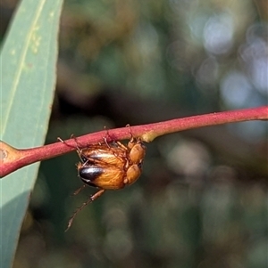 Phyllotocus macleayi (Nectar scarab) at Kambah, ACT by HelenCross