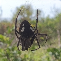 Unidentified Other web-building spider at Diggers Camp, NSW - 2 Dec 2024 by Topwood