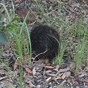 Tachyglossus aculeatus (Short-beaked Echidna) at Tucabia, NSW by Topwood