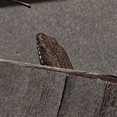 Unidentified Skink at Tyndale, NSW - 30 Nov 2024 by Topwood