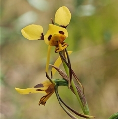 Diuris sulphurea (Tiger Orchid) at Uriarra Village, ACT - 22 Nov 2024 by KenT