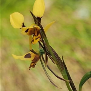 Diuris sulphurea at Uriarra Village, ACT - 22 Nov 2024