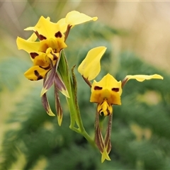 Diuris sulphurea (Tiger Orchid) at Uriarra Village, ACT - 21 Nov 2024 by KenT