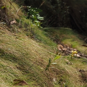 Diuris sulphurea at Uriarra Village, ACT - 21 Nov 2024