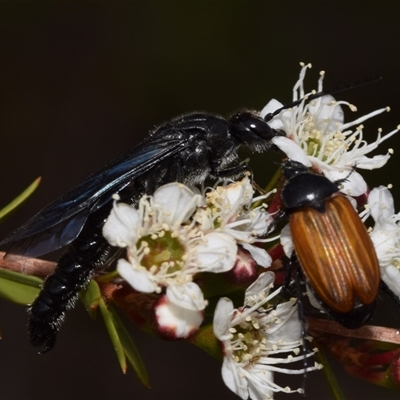 Rhagigaster ephippiger (Smooth flower wasp) at Jerrabomberra, NSW - 28 Nov 2024 by DianneClarke