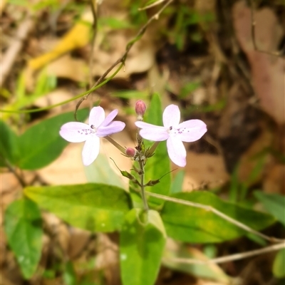 Pseuderanthemum variabile (Pastel Flower) at Mororo, NSW - 29 Nov 2024 by Topwood