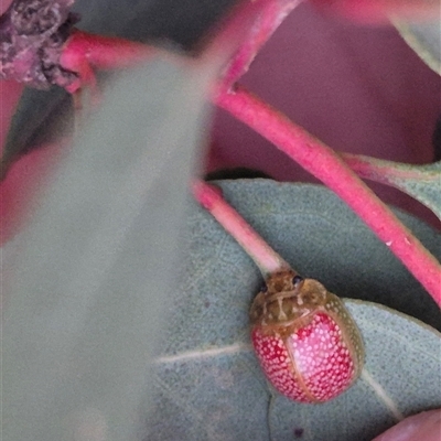 Paropsisterna decolorata (A Eucalyptus leaf beetle) at Bungendore, NSW - 4 Dec 2024 by clarehoneydove