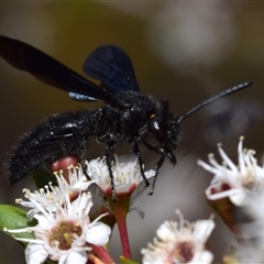 Scoliidae (family) (Unidentified Hairy Flower Wasp) at Jerrabomberra, NSW - 28 Nov 2024 by DianneClarke