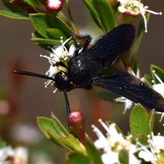 Scoliidae sp. (family) at Jerrabomberra, NSW - 28 Nov 2024