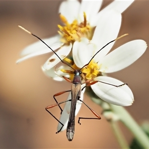 Enchoptera apicalis at Uriarra Village, ACT - 21 Nov 2024 10:53 AM