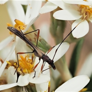 Enchoptera apicalis at Uriarra Village, ACT - 21 Nov 2024 10:53 AM