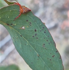 Arkys walckenaeri (Triangle spider) at Bungendore, NSW - 4 Dec 2024 by clarehoneydove