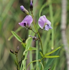 Glycine clandestina (Twining Glycine) at Uriarra Village, ACT - 21 Nov 2024 by KenT