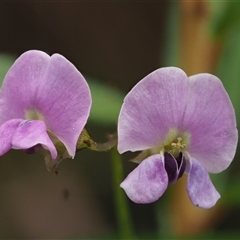 Glycine clandestina at Uriarra Village, ACT - 21 Nov 2024 12:52 PM