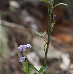 Glycine clandestina at Uriarra Village, ACT - 21 Nov 2024 12:52 PM