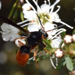 Pseudabispa bicolor (A potter wasp) at Jerrabomberra, NSW by DianneClarke