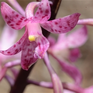 Dipodium roseum (Rosy Hyacinth Orchid) at Acton, ACT by BB23