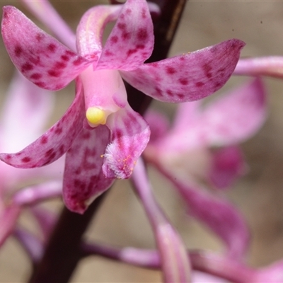 Dipodium roseum (Rosy Hyacinth Orchid) at Acton, ACT - 4 Dec 2024 by BB23