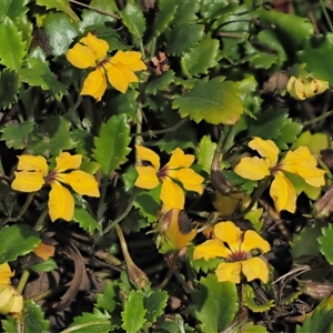 Goodenia hederacea subsp. alpestris at Uriarra Village, ACT - 21 Nov 2024