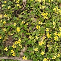 Goodenia hederacea subsp. alpestris at Uriarra Village, ACT - 21 Nov 2024