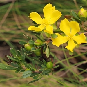 Hibbertia obtusifolia (Grey Guinea-flower) at Uriarra Village, ACT by KenT