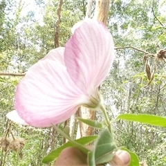 Hibiscus sp. at Mororo, NSW - 29 Nov 2024 by Topwood