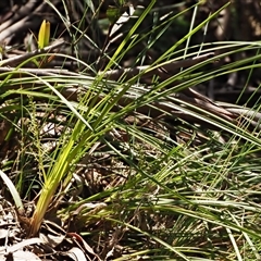 Lomandra filiformis subsp. coriacea (Wattle Matrush) at Uriarra Village, ACT - 22 Nov 2024 by KenT