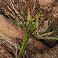 Luzula densiflora (Dense Wood-rush) at Uriarra Village, ACT - 21 Nov 2024 by KenT