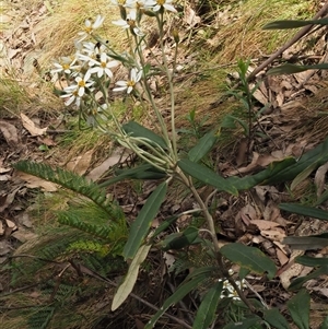 Olearia megalophylla (Large-leaf Daisy-bush) at Uriarra Village, ACT by KenT