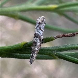 Gnathifera eurybias (A Fringe-tufted Moth) at Ainslie, ACT by Pirom