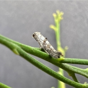 Gnathifera eurybias at Ainslie, ACT - 5 Oct 2024