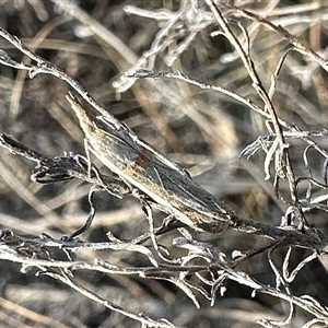 Etiella behrii (Lucerne Seed Web Moth) at Ainslie, ACT by Pirom