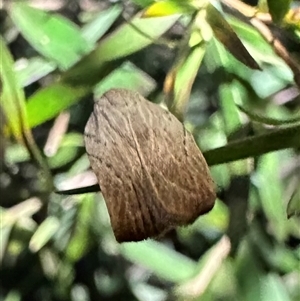 Tortricopsis pyroptis at Ainslie, ACT - 3 Dec 2024