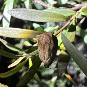 Tortricopsis pyroptis at Ainslie, ACT - 3 Dec 2024