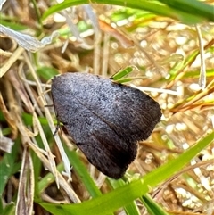 Tortricopsis semijunctella (A concealer moth) at Ainslie, ACT - 16 Nov 2024 by Pirom