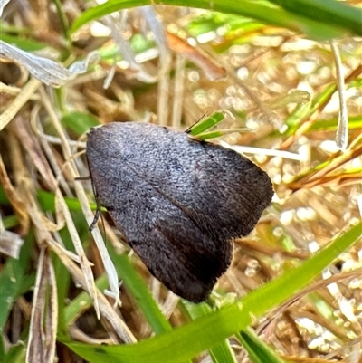 Tortricopsis semijunctella (A concealer moth) at Ainslie, ACT - 16 Nov 2024 by Pirom