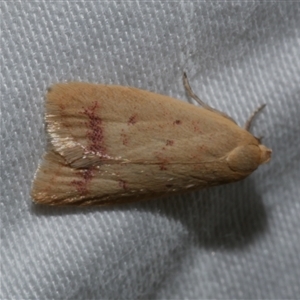 Heteroteucha occidua (A concealer moth) at Freshwater Creek, VIC by WendyEM