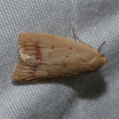 Heteroteucha occidua (A concealer moth) at Freshwater Creek, VIC - 10 Apr 2020 by WendyEM