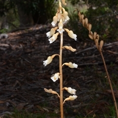 Gastrodia procera (Tall Potato Orchid) at Acton, ACT - 4 Dec 2024 by BB23